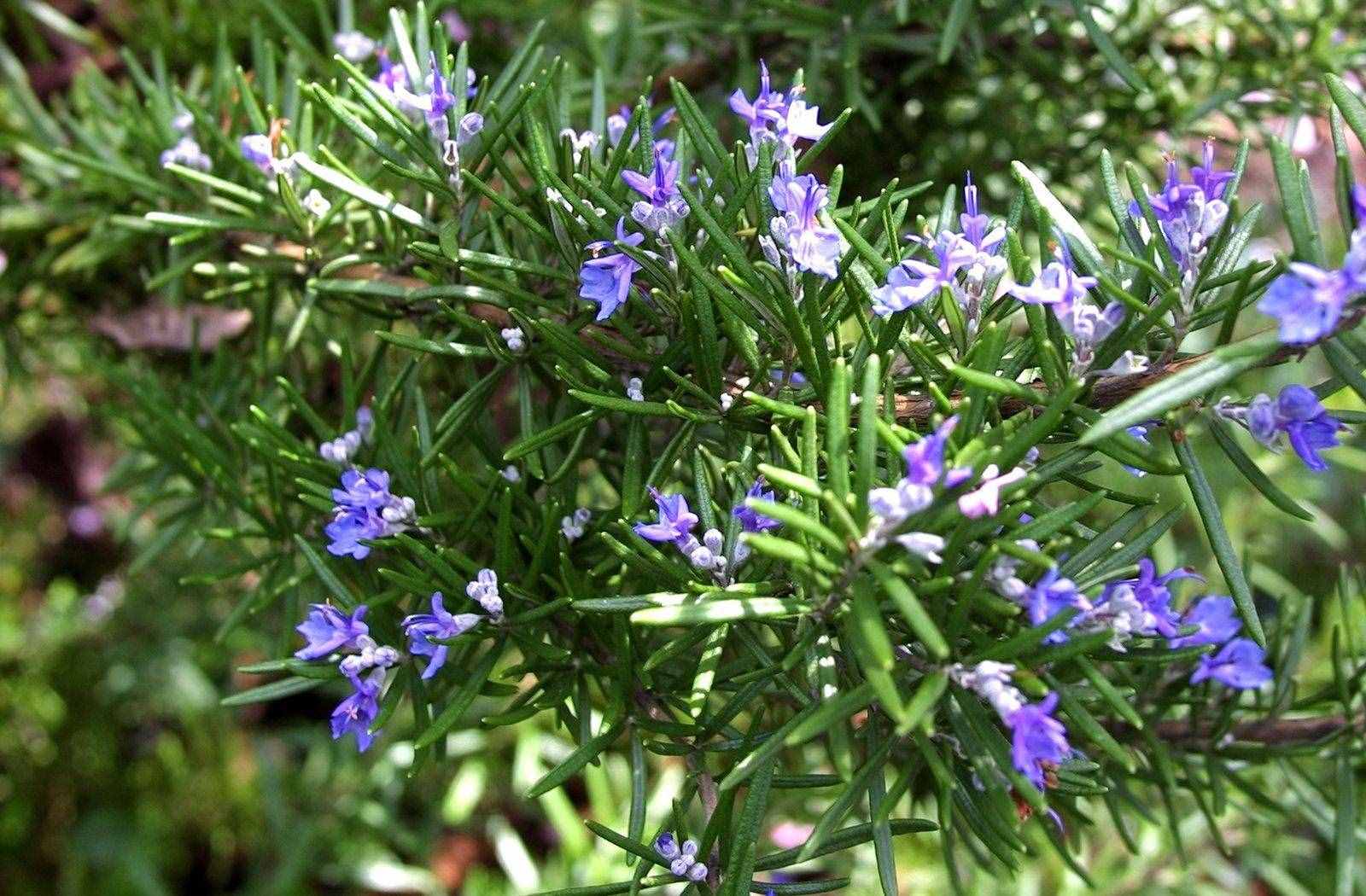秀花厂是做什么的_秀花针草药的功效_花秀