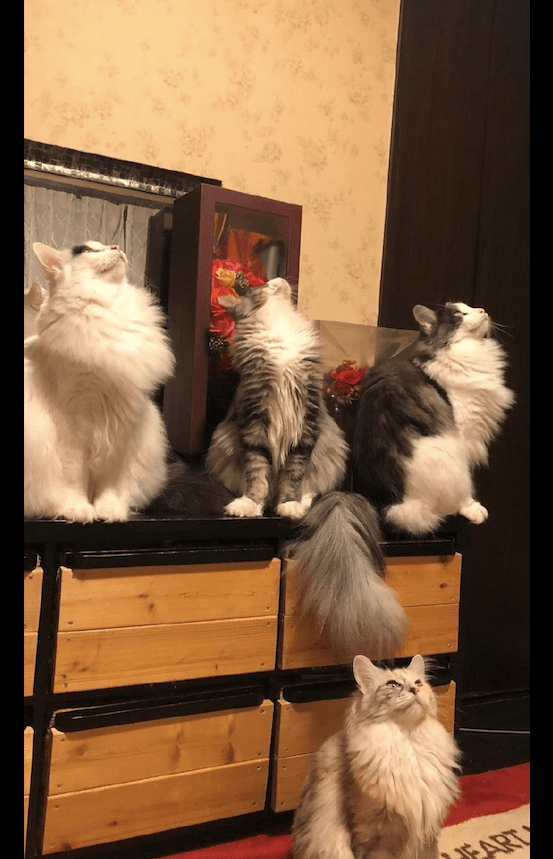 猫之宿约者_猫之宿约者_猫之宿约者