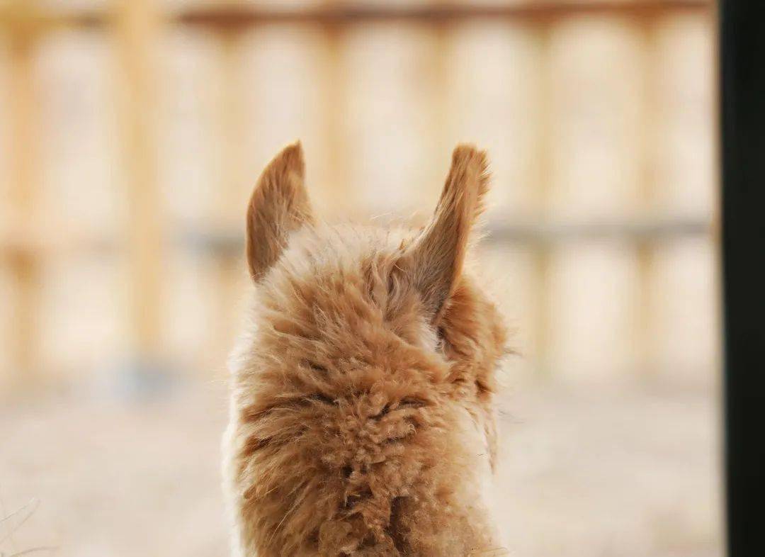 可爱猫女郎动漫图片头像_可爱猫女呆萌_可爱猫女郎