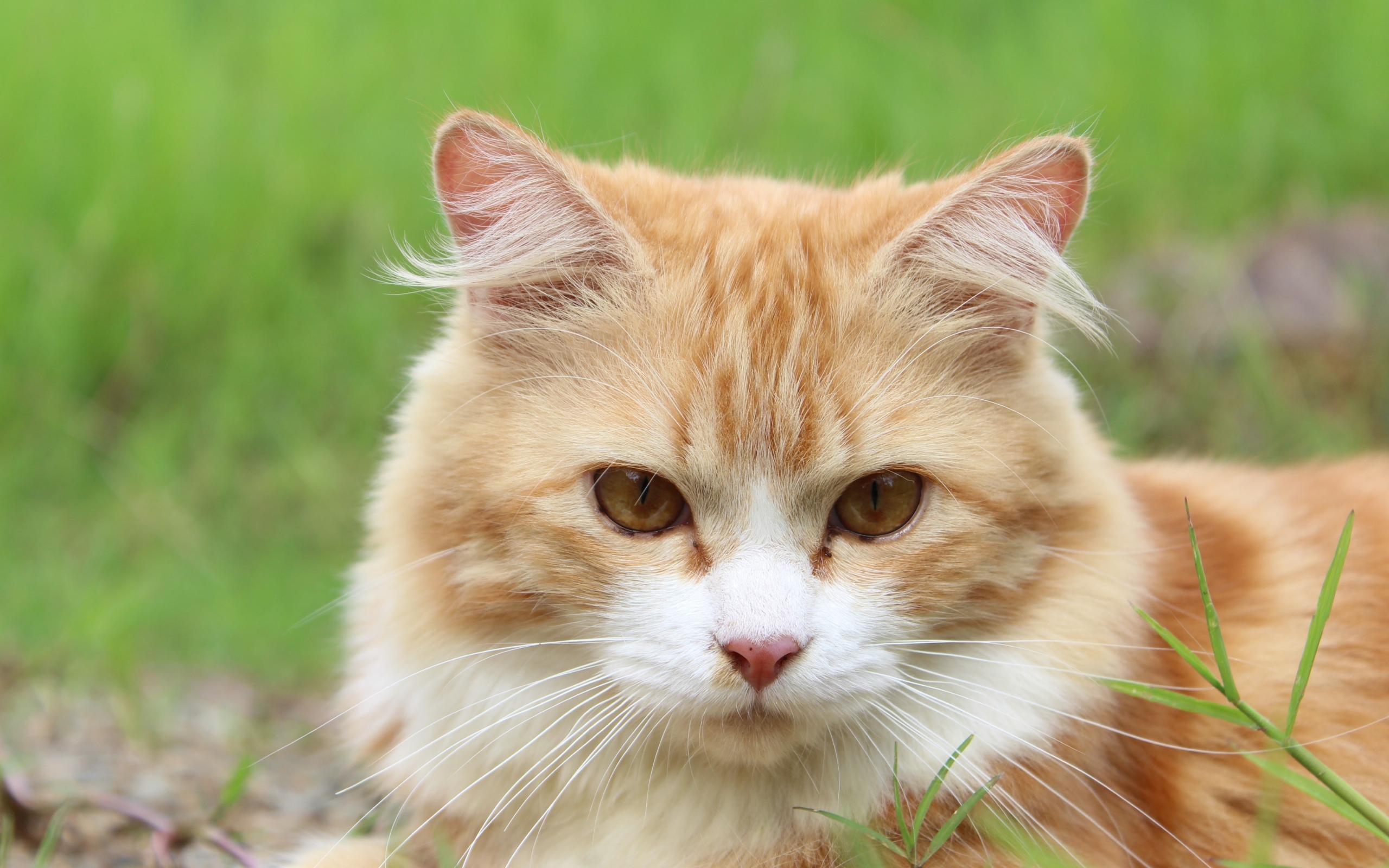 抓猫猫下载_抓猫app下载_猫抓下载