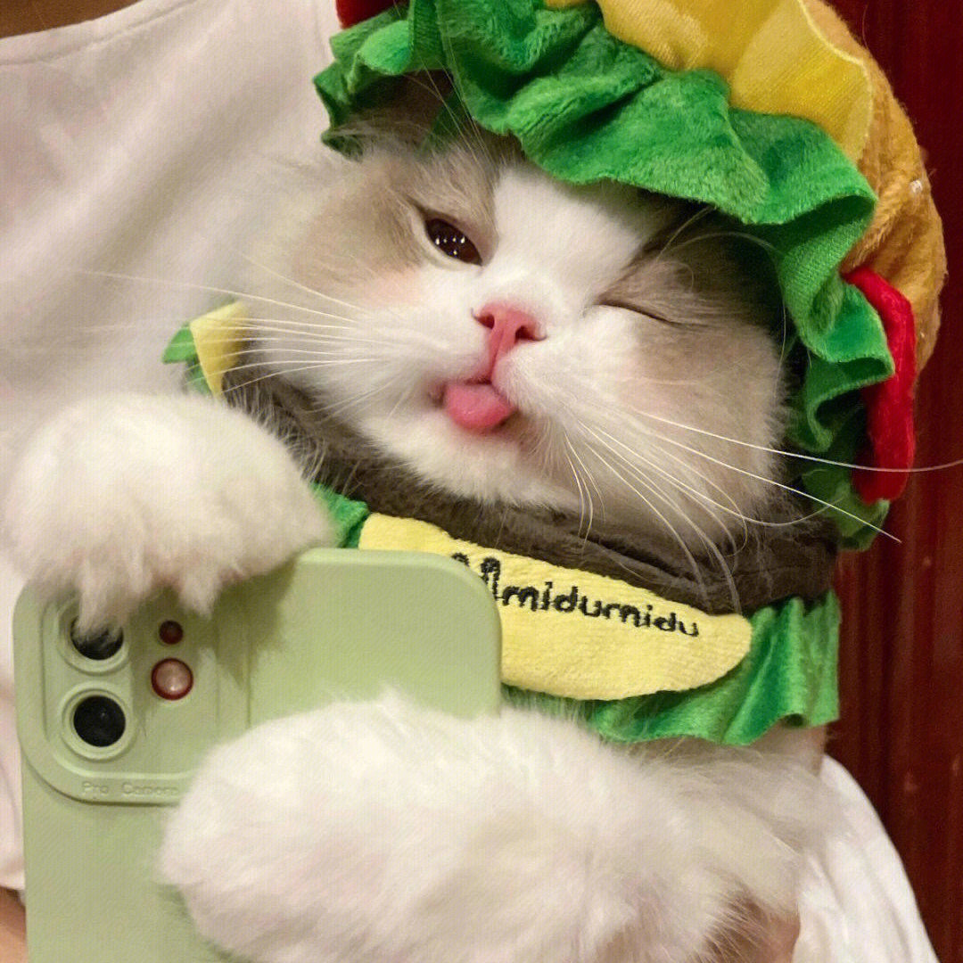 抓猫app下载_抓猫猫下载_猫抓下载