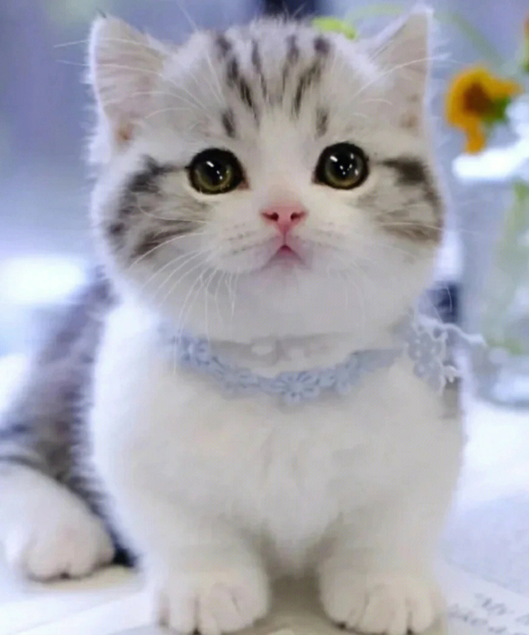 猫抓下载_抓猫app下载_抓猫猫下载