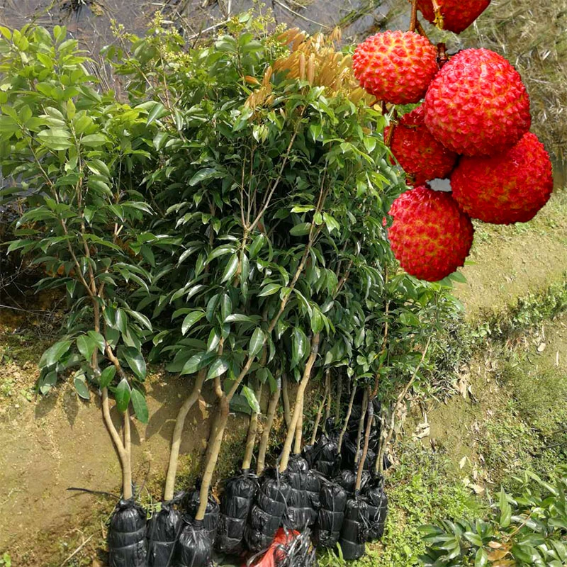 荔枝派_荔枝派_荔枝派