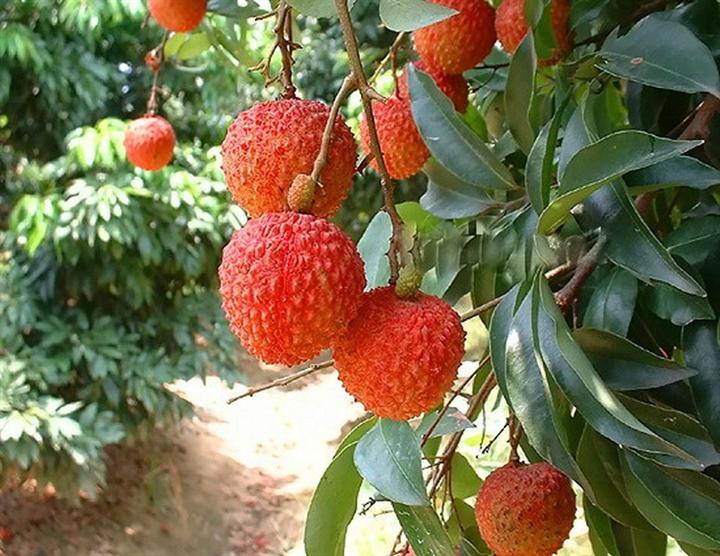荔枝派_荔枝派_荔枝派