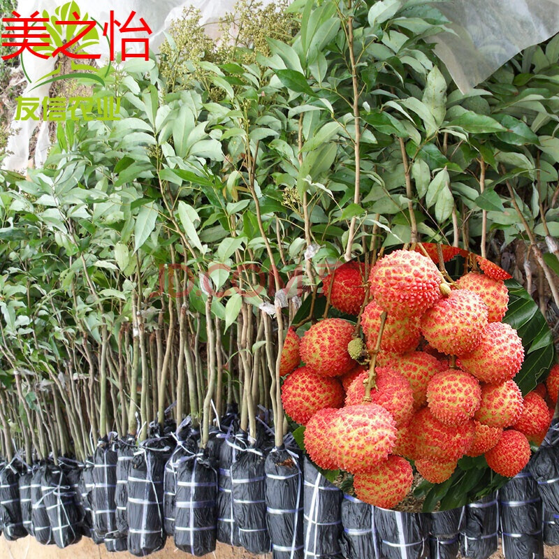 荔枝派_荔枝派_荔枝派