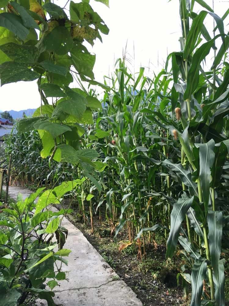 花包谷_花包谷贵州话是什么意思_花包谷啥意思