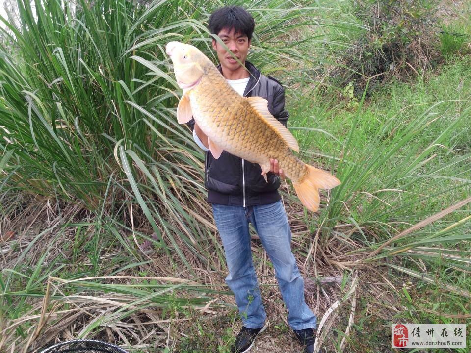 闪耀金色的鲤鱼，惊艳登场湖中