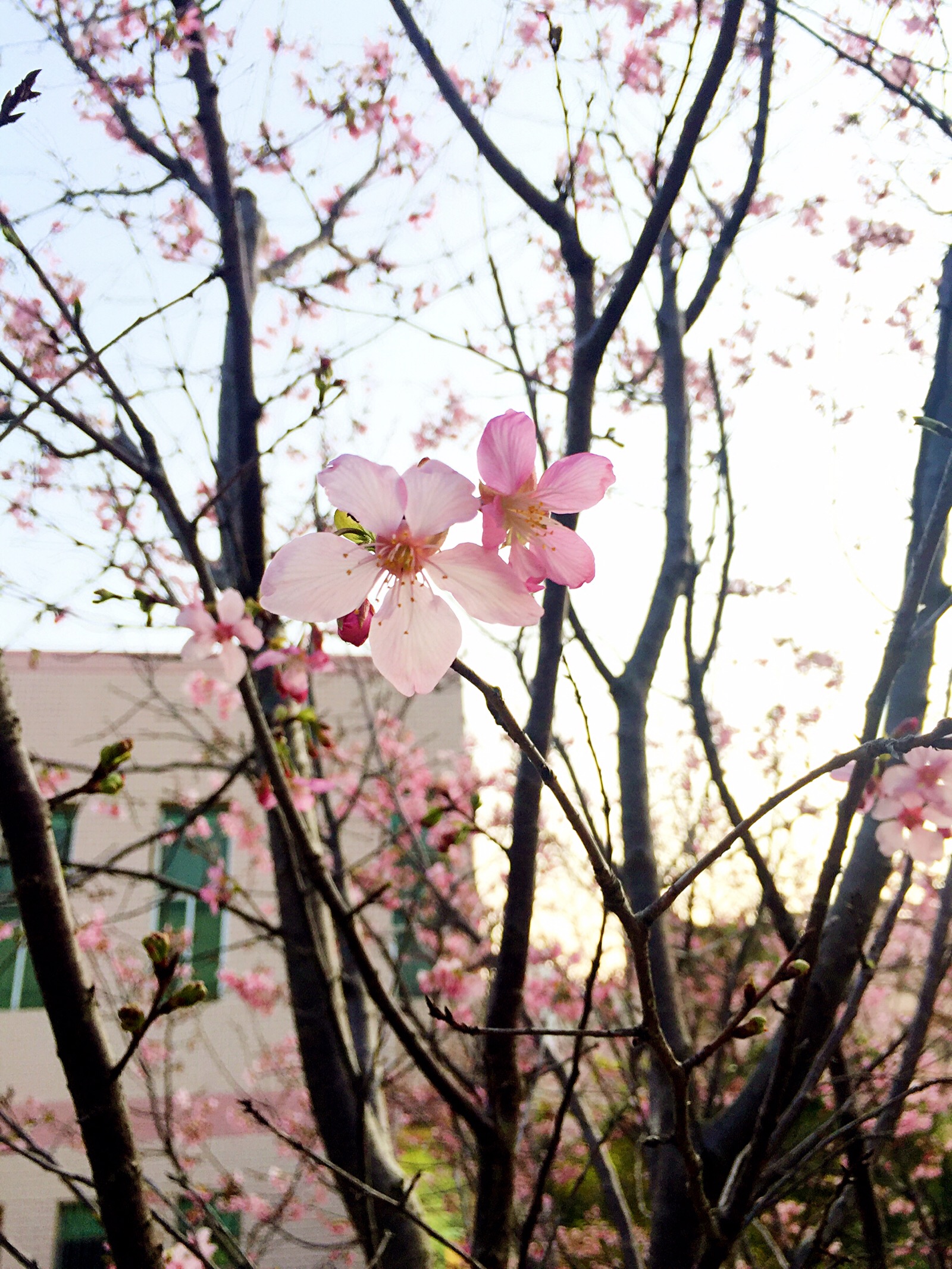樱花校园模拟器无广告更新下载_樱无广告花校园模拟器下载_樱花模拟器校园无广告