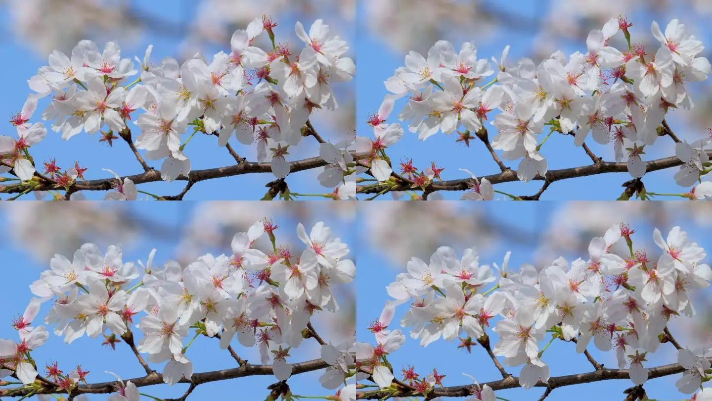 樱花模拟器校园无广告_樱无广告花校园模拟器下载_樱花校园模拟器无广告更新下载