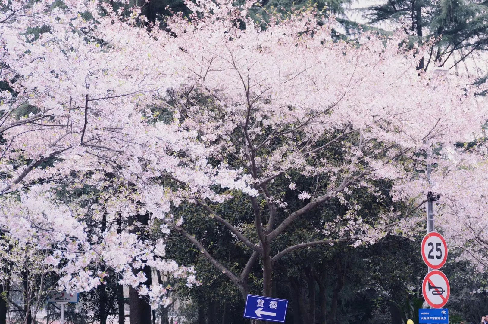 樱花校园模拟器无广告更新下载_樱无广告花校园模拟器下载_樱花模拟器校园无广告