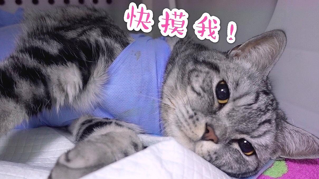 短视频社交app_兼职猫app下载_下载快猫短视频app