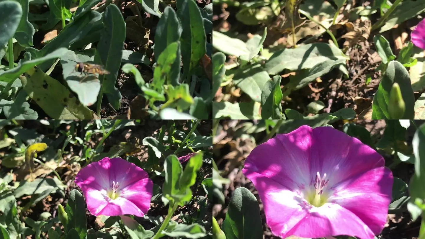 野花视频手机免费观看完整中文_野花视频手机免费观看完整中文_野花视频手机免费观看完整中文