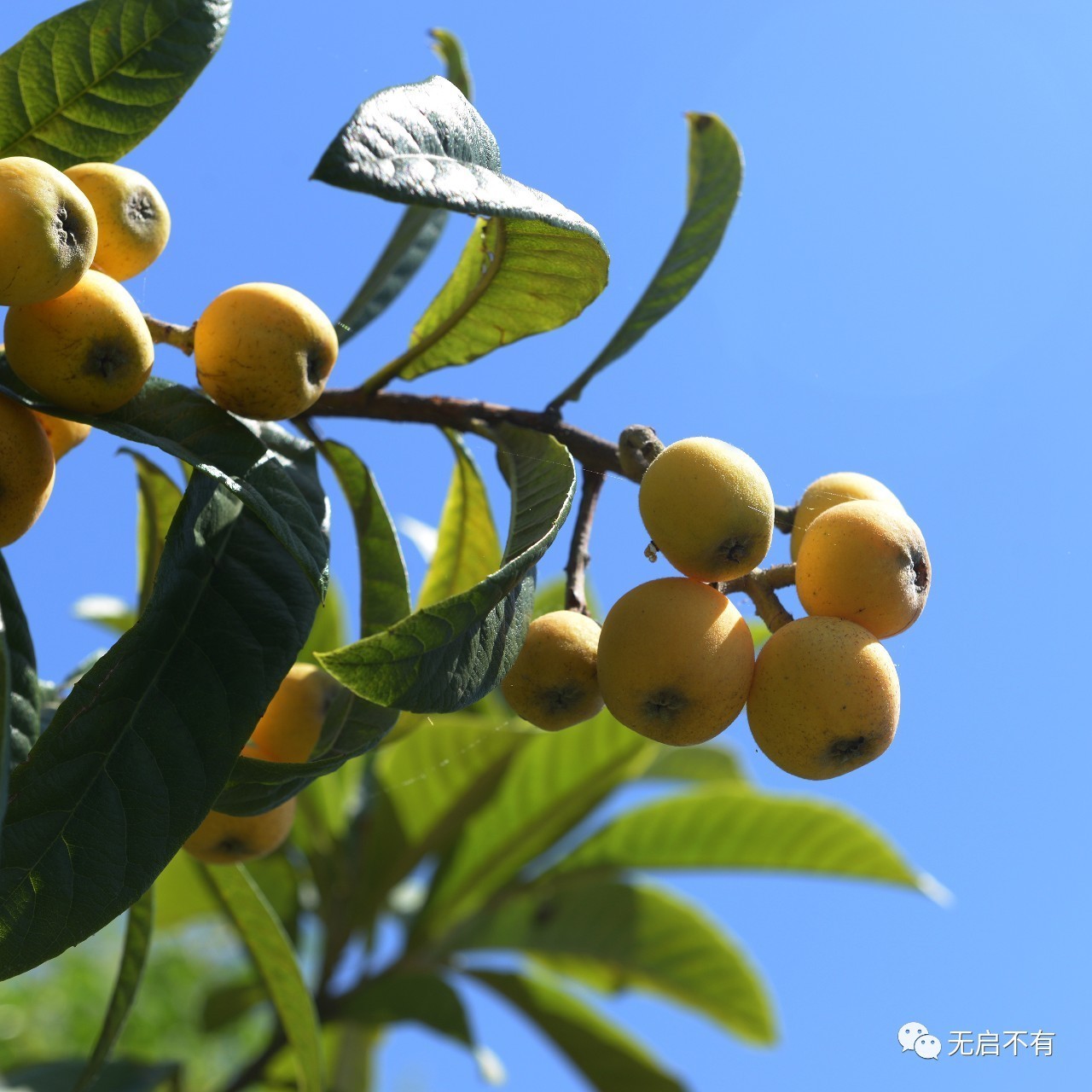 藏秘庵枇杷润喉软糖_枇杷十藏_三潭枇杷白玉枇杷