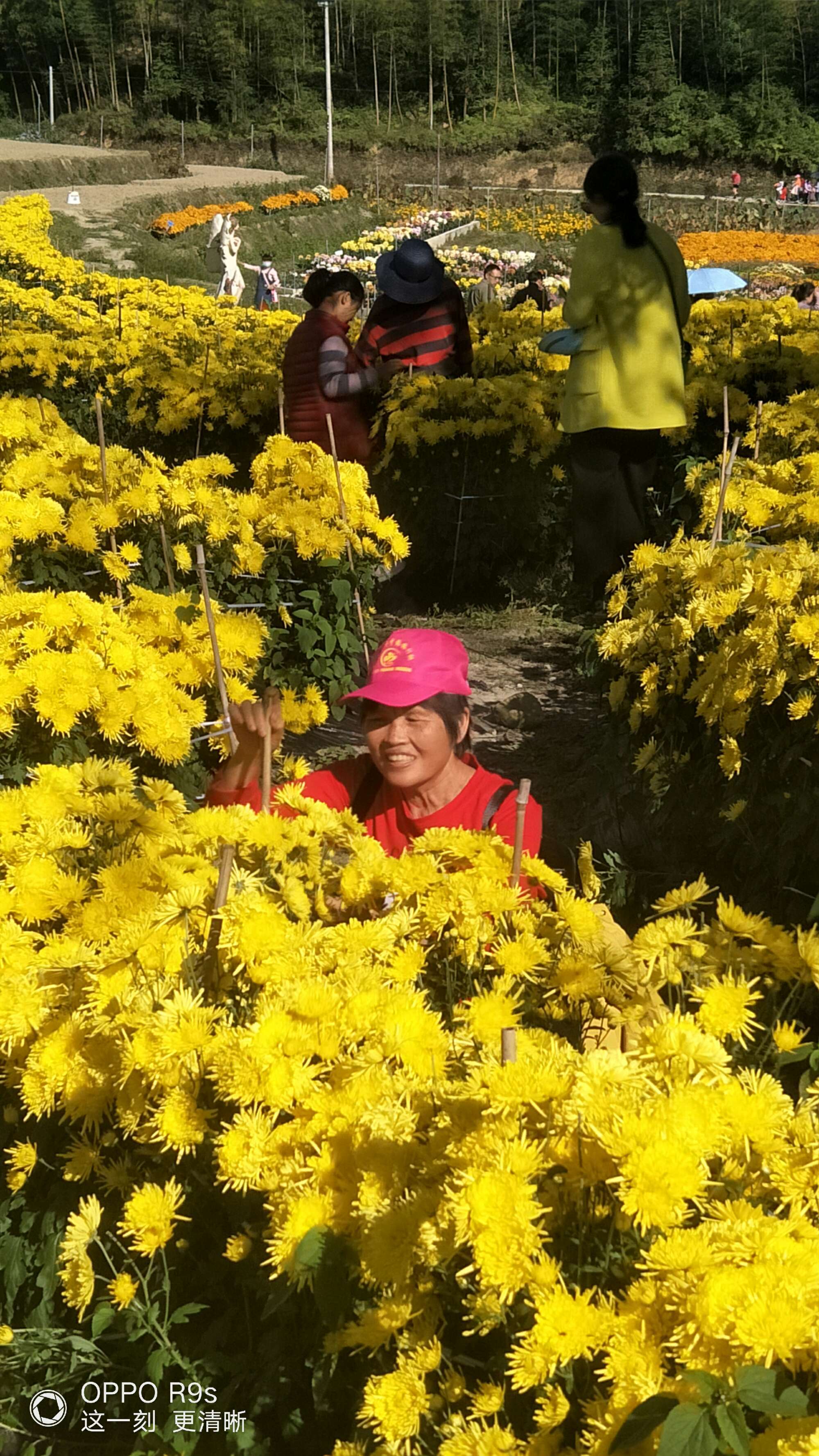 重阳节有什么风俗-重阳节菊花园：亲情之旅，登山采菊双丰收