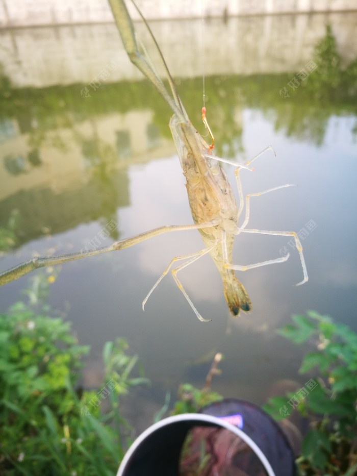 钓虾游戏手机版_钓虾高手_钓虾娱乐