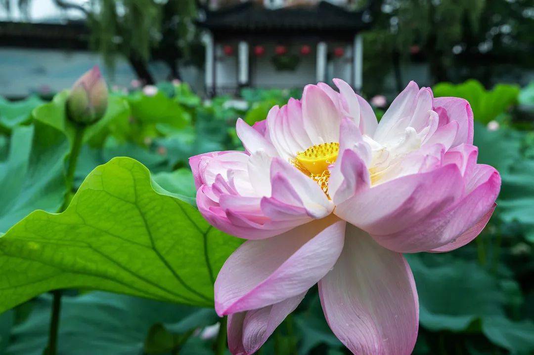 几月份是夏天-夏天到底是几月份？揭秘夏至、气温和植物生长