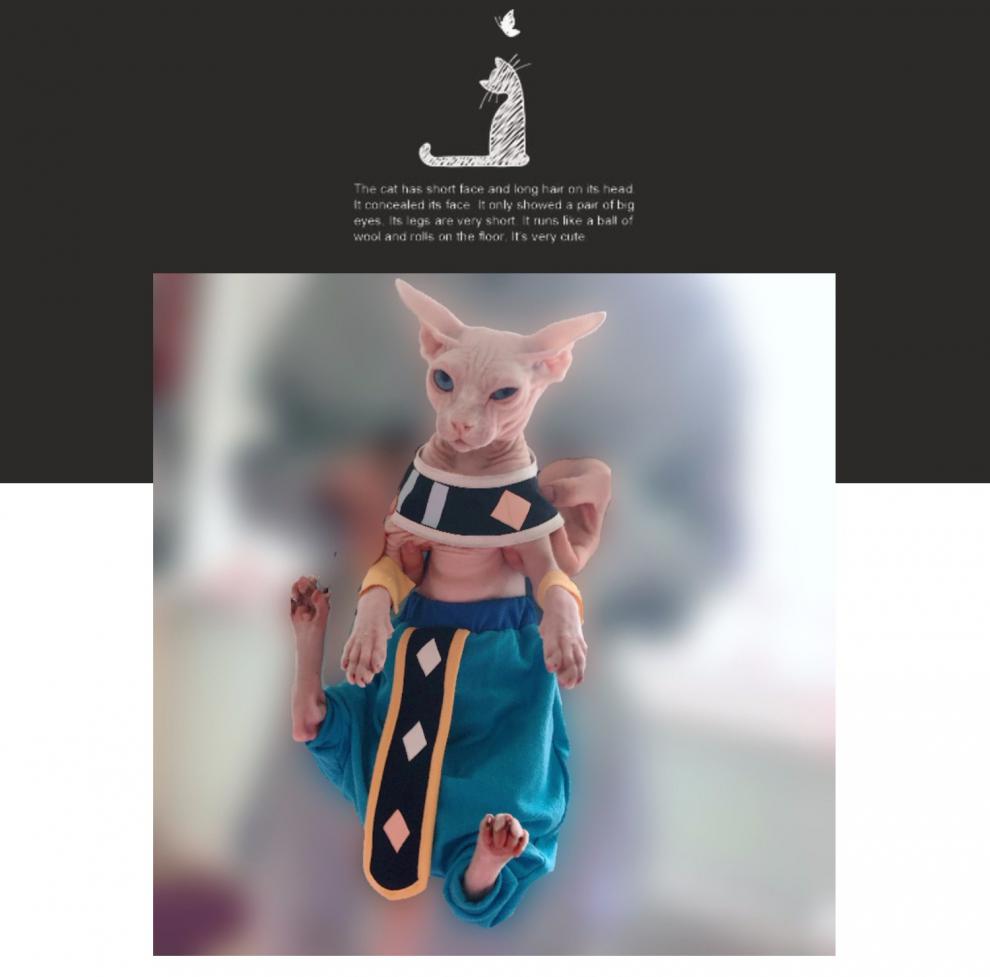 猫神大人与七颗星星-猫神大人：勇气、智慧、创新，七颗星星闪耀