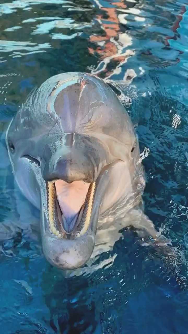 海豚故事会_海豚故事会小程序_海豚的故事
