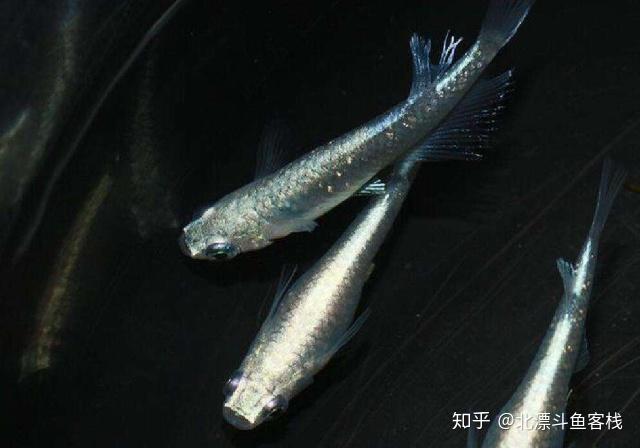 薄海纸鱼游戏实况解说_薄海纸鱼手机游戏合集_薄海纸鱼手机游戏推荐