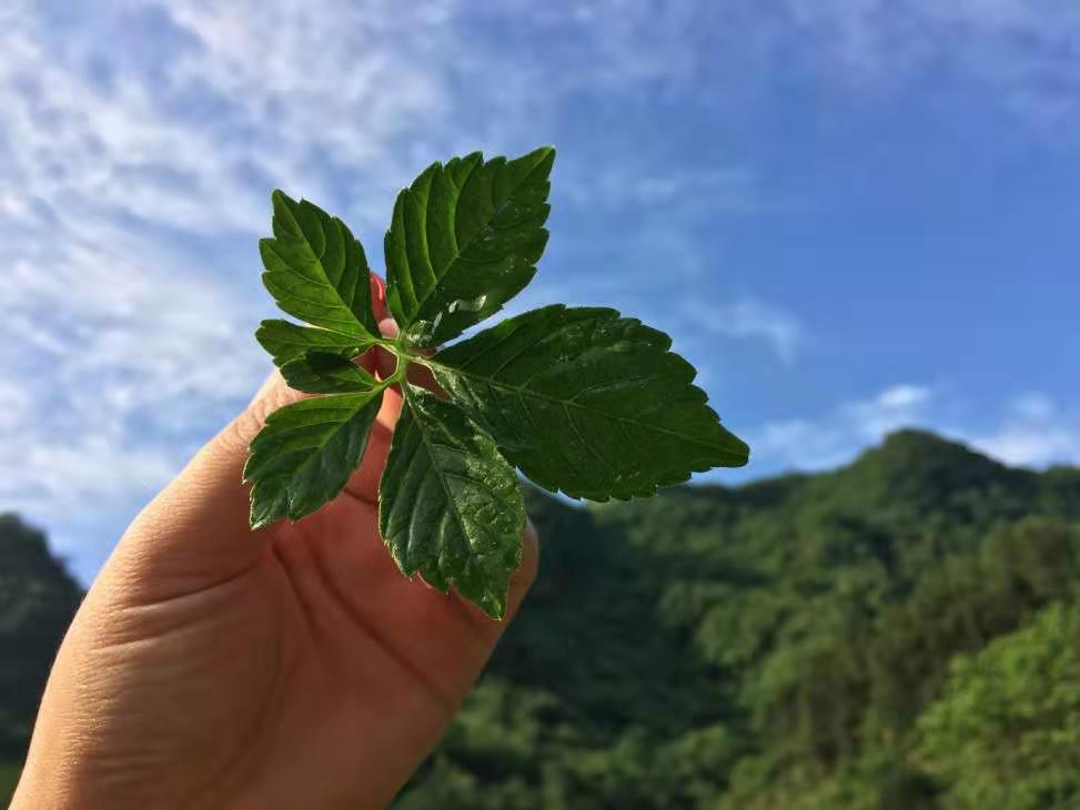 食梦貘_食梦貘哪里多_食梦貘图片