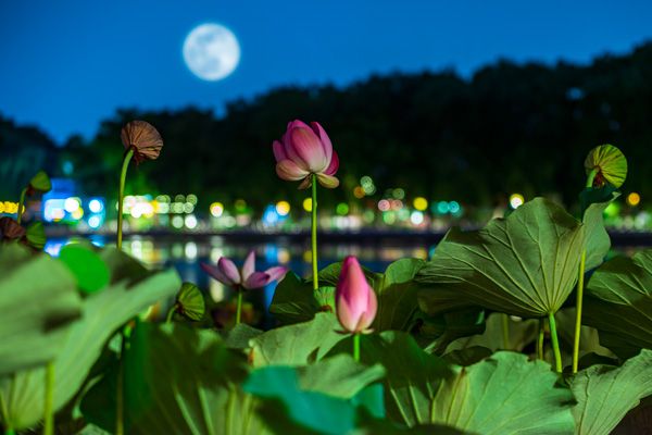 中秋节月是故乡明主题绘画_中秋节月是故乡明手抄报_中秋节是几月几日