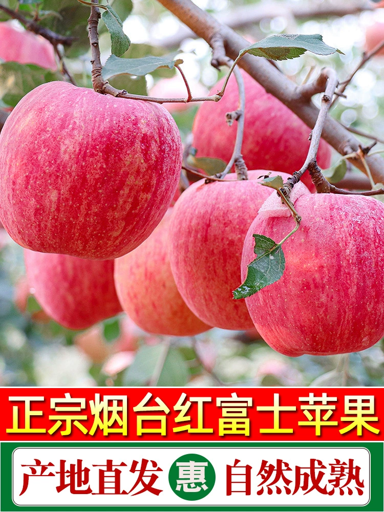 苹果12pro换屏幕多少钱-苹果12pro屏幕裂了！如何选择