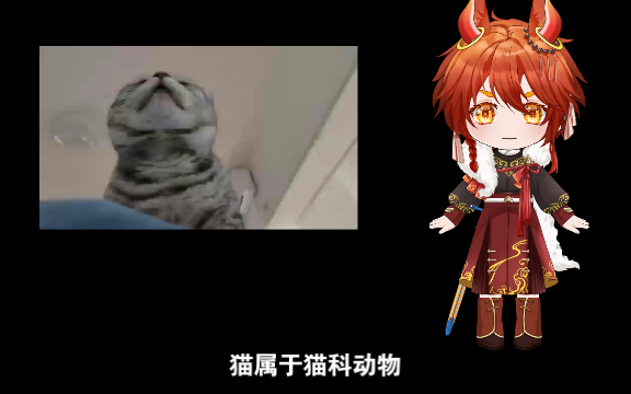东京猫猫的名字_东京猫猫擅长做料理缝布娃娃_东京猫猫