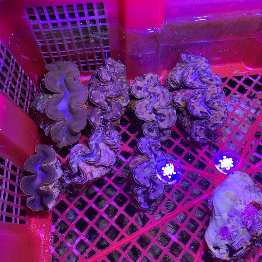深海之谜：神秘卡达的奇妙生活