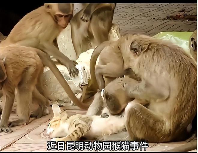 猴子要吃的表情包_不要喂猴子_猴子要东西表情包图片