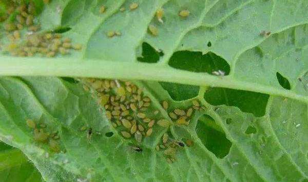 保卫菜园手机游戏-种菜达人：打造梦幻菜园，抵御虫害大作战