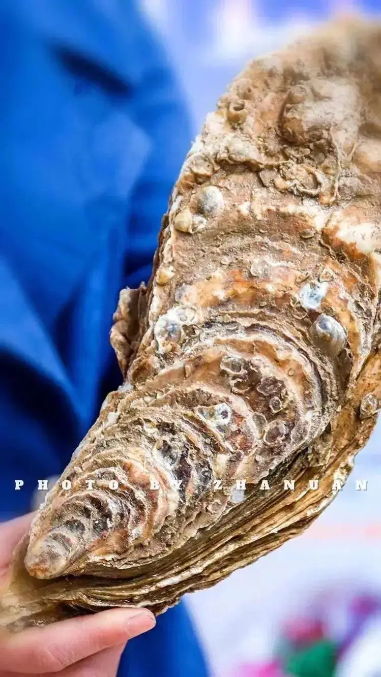抚子守护甜心_抚子是什么意思_抚子