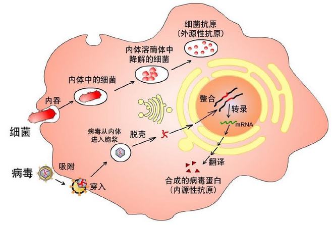 惊呆！黄素腺嘌呤二核苷酸，让你能量满满、健康无忧、青春永驻