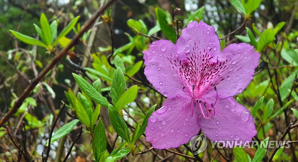 谷雨的诗_谷雨诗会_谷雨诗句