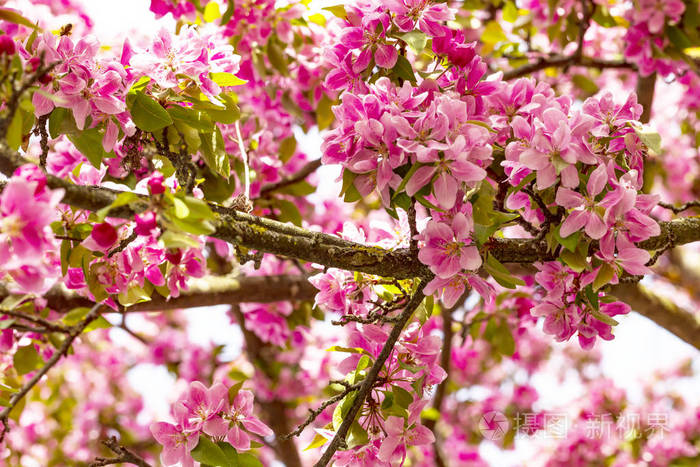 日本樱花节-赏樱记：日本樱花盛开，春日悠游如入童话世界