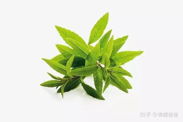 美剧黄蜂_美剧黄蜂第三季_美剧黄蜂真实事件原型故事
