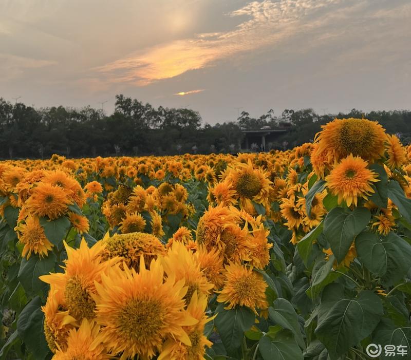 春游有什么游戏可以玩_春游手机游戏_春游手机游戏推荐