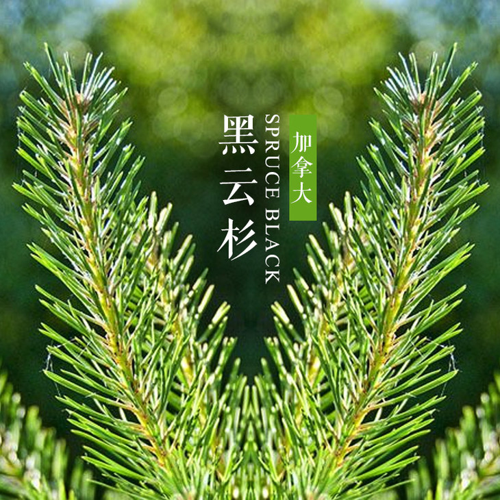 狂父_狂父阿雅_狂父岚少实况