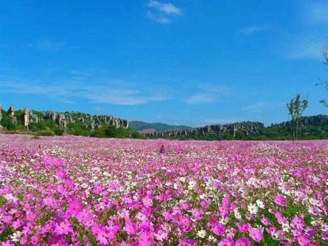骑士花园_骑士花纹_花骑士