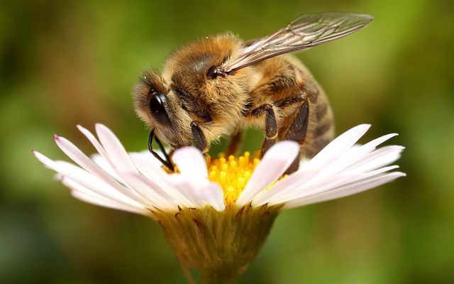 bee手机游戏_手机游戏倍速调节器_手机游戏崩溃是什么原因
