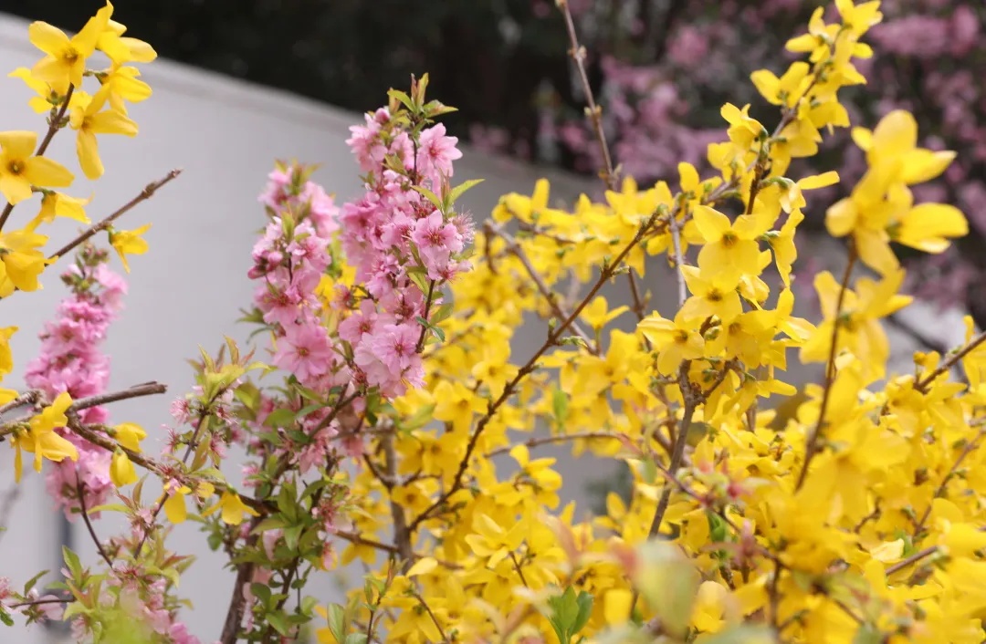 番茄畅听邀请码-番茄畅听：快节奏时代的宁静角落，丰富知识与精