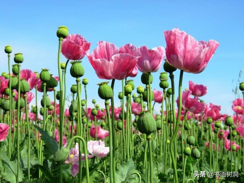 吉原彼岸花_kr手机吉原彼岸花游戏_吉原彼岸花mp3