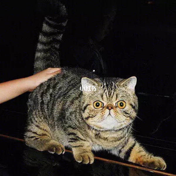 加菲猫影视免费观看完整版_加菲猫影视怎么看不了了_加菲猫影视看不了了