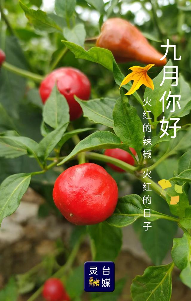 九月生草药图片_九月生日_九月生