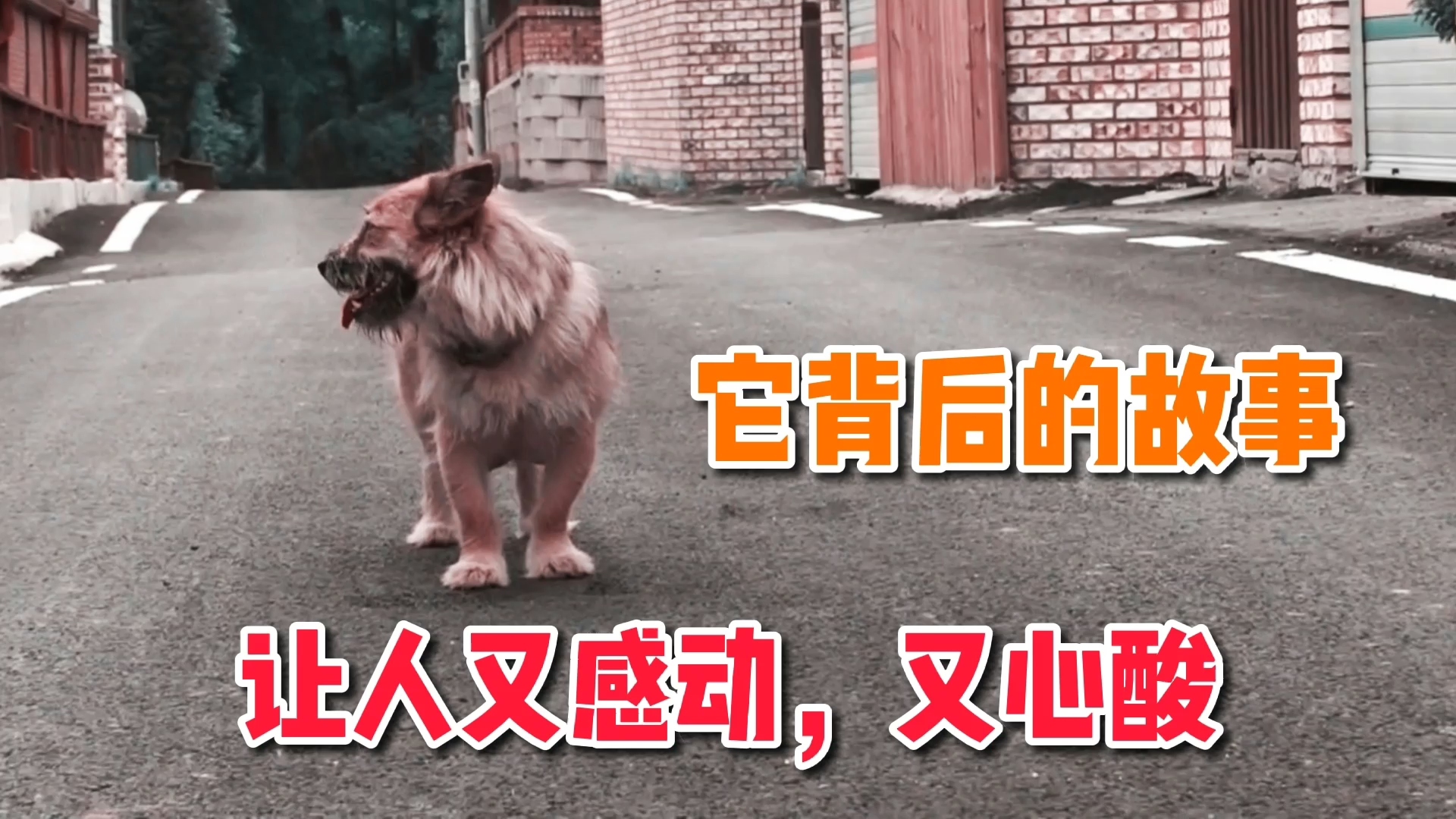 忠犬八公电影完整版免费_电影忠犬八公在线观看完整_电影忠犬八公国语在线观看完整