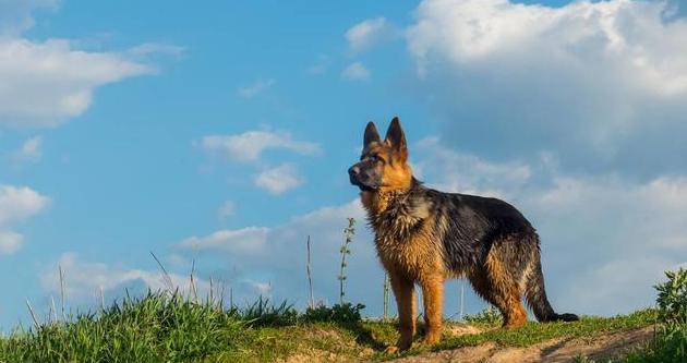 电影忠犬八公在线观看完整_电影《忠犬八公》_电影忠犬八公国语版在线看