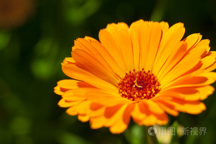 芙莲_芙莲茶会_芙莲娜