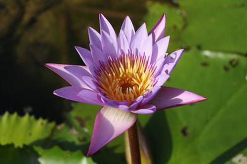 鳄鱼游戏在线_鳄鱼小游戏手机版_鳄鱼游戏视频播放