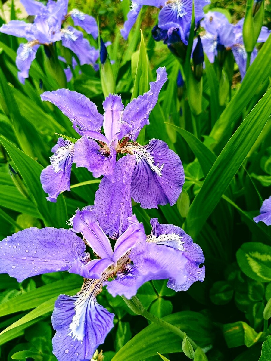 虔诚之花_虔诚花的晚钟百科_虔诚花的晚钟资源下载汉化