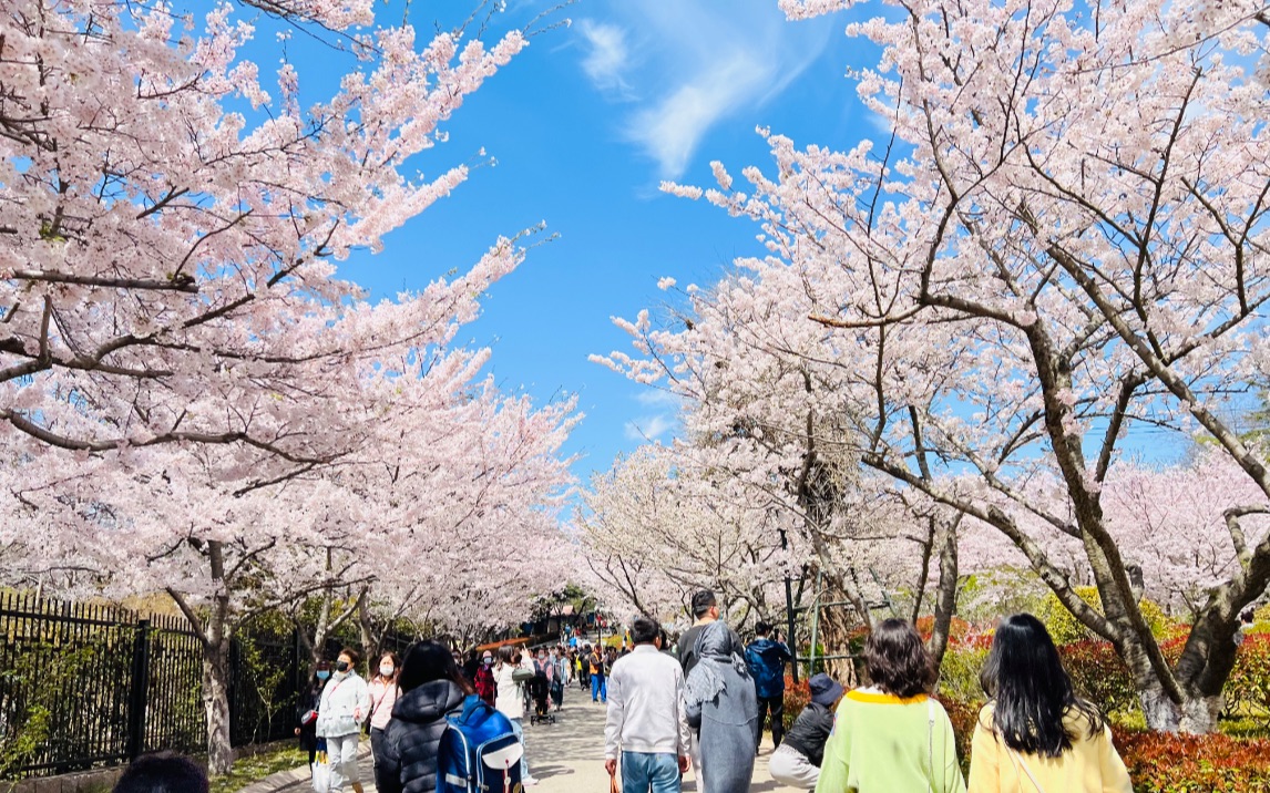 樱花官方正版官网入口2023_樱花视频广告_樱花视频官网