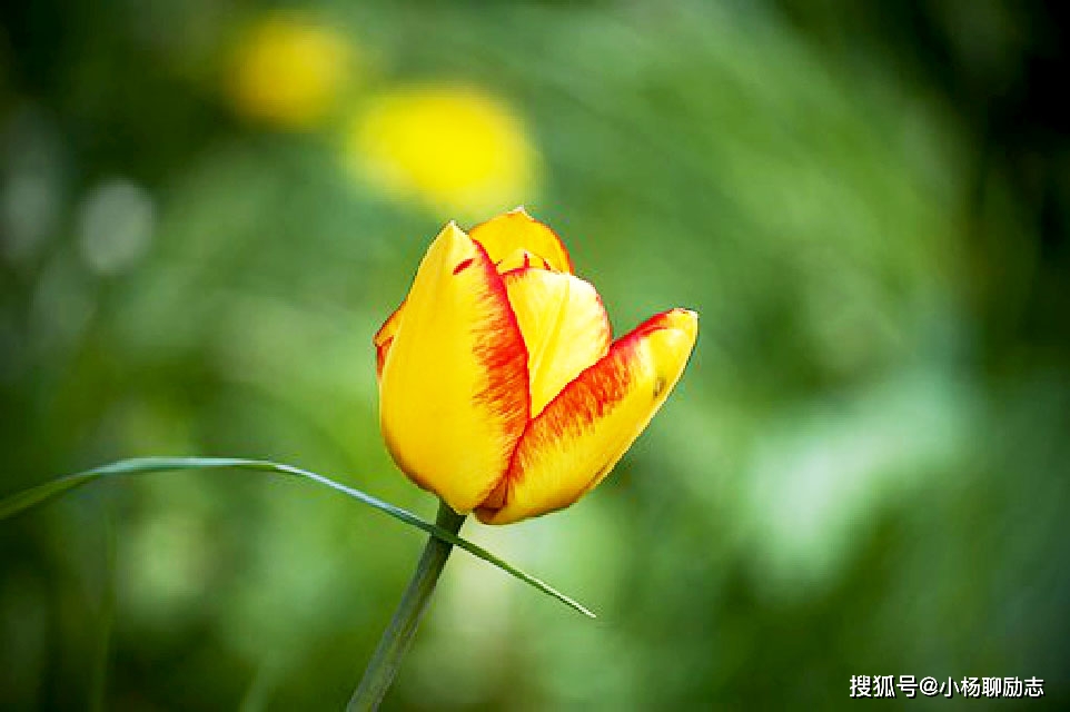 春咲_春咲_春咲